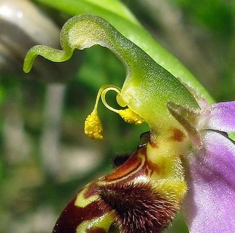 Derniers Ophrys : Oprys abeille