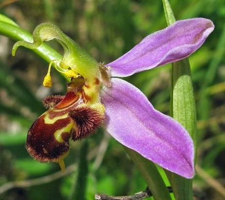 Derniers Ophrys : Oprys abeille