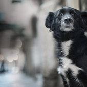 La Fondation 30 Millions d'Amis en campagne contre l'infidélité (Vidéo)