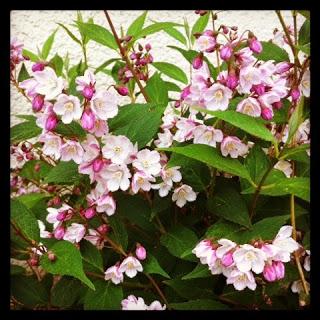 Quelques notes fleuries sur mon blog ...