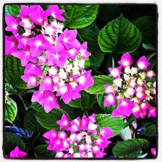 Quelques notes fleuries sur mon blog ...