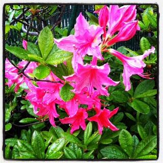 Quelques notes fleuries sur mon blog ...