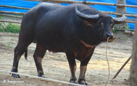 Nord Thaïlande tradition Lana, sacrifice du buffle noir [HD]