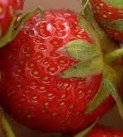 images fraises