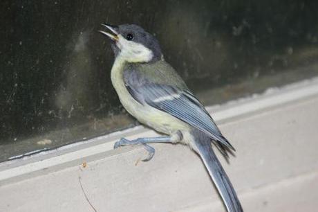 mésange 14 juin 2014 006.jpg