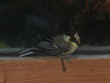 oiseau 15 juin 2014 002.jpg