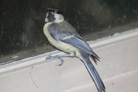 mésange 14 juin 2014 005.jpg