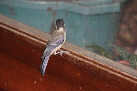 mésange 14 juin 2014 002.jpg