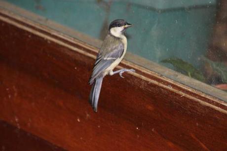 mésange 14 juin 2014 004.jpg