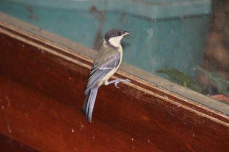 mésange 14 juin 2014 003.jpg