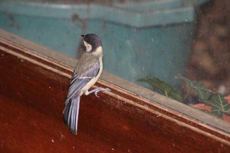 mésange 14 juin 2014 001.jpg