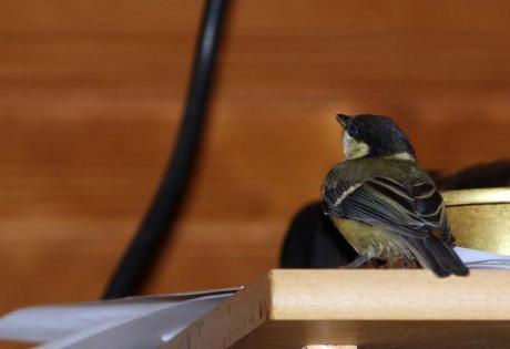 oiseau 15 juin 2014 004.jpg