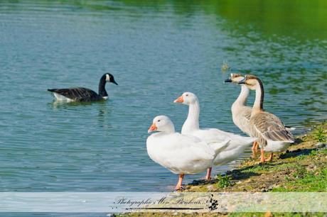é domaine de la butte ronde, photo cérémonie laïque, photographe femme en région parisienne, photographe mariage, photographe mariage africain, teaser mariage, vidéo mariage de Tuan de Ping Pang films