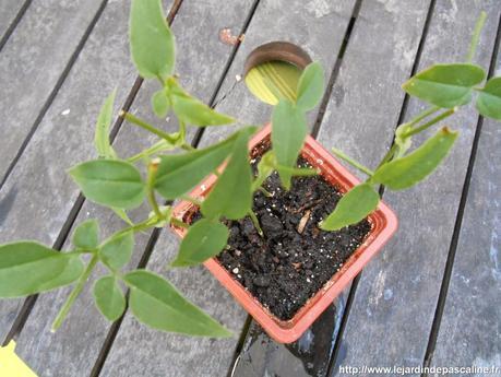 Bouture de Jasmin Officinal réussie !