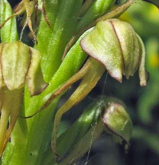 Fin des Orchis : Orchis homme-pendu