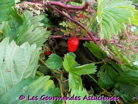 Ma récolte de fruits quotidienne