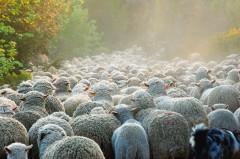 Troupeau-de-moutons-002.jpg