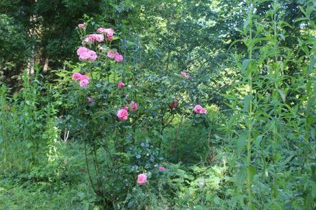 albert poyet romi 8juin 2014 023.jpg