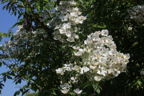 toby tristam marnay 12 juin 2014 056 (2).jpg