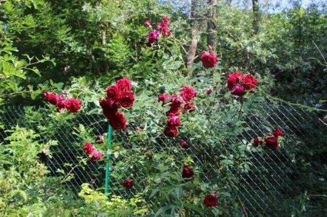 red parfum romi 8juin 2014 024.jpg