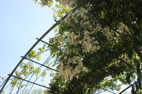 toby tristam marnay 12 juin 2014 043.jpg