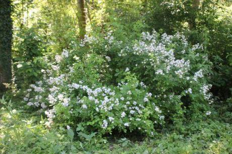 rosa multiflora romi 31 mai 2014 034 (1).jpg