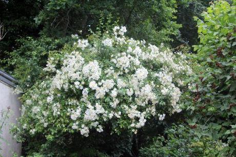 mulliganii 22 juin 2013 007 (1).jpg