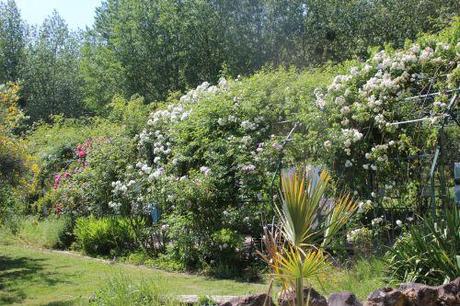 toby tristam marnay 12 juin 2014 042.jpg