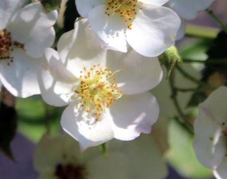 toby tristam fl marnay 12 juin 2014 056 (1).jpg