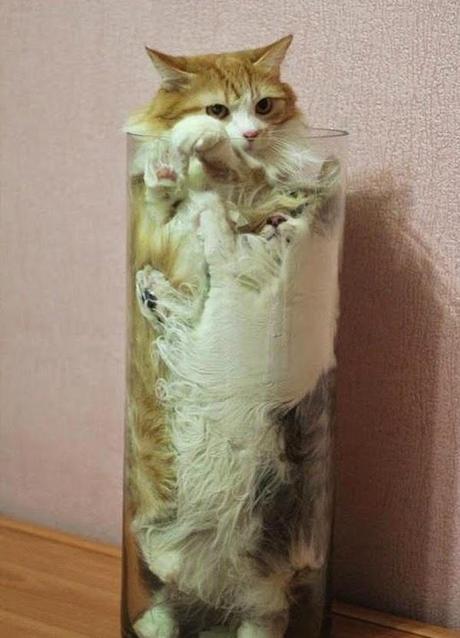 Il y a certainement quelque chose que vous ne savez pas sur les chats (en image)