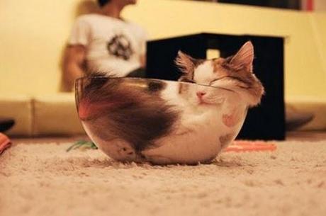 Il y a certainement quelque chose que vous ne savez pas sur les chats (en image)