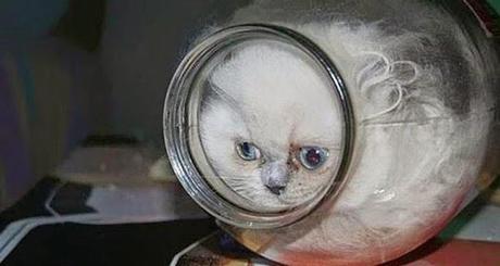 Il y a certainement quelque chose que vous ne savez pas sur les chats (en image)