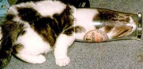 Il y a certainement quelque chose que vous ne savez pas sur les chats (en image)