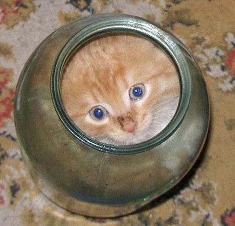 Il y a certainement quelque chose que vous ne savez pas sur les chats (en image)