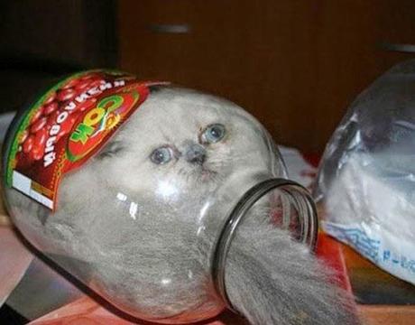 Il y a certainement quelque chose que vous ne savez pas sur les chats (en image)