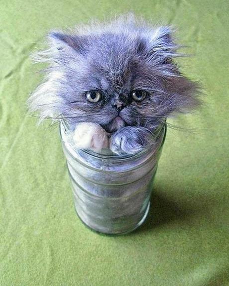 Il y a certainement quelque chose que vous ne savez pas sur les chats (en image)