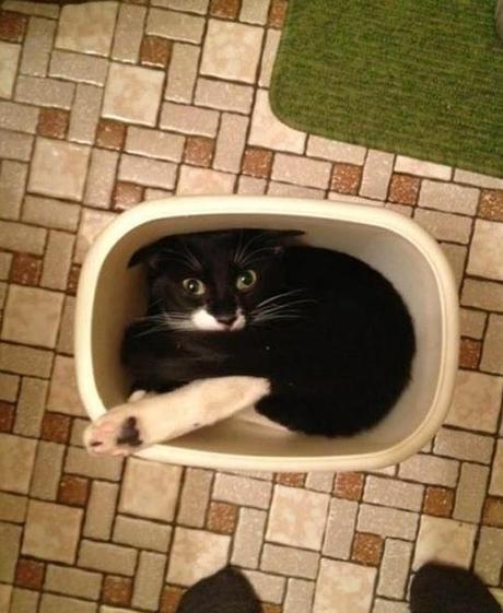 Il y a certainement quelque chose que vous ne savez pas sur les chats (en image)