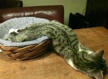 Il y a certainement quelque chose que vous ne savez pas sur les chats (en image)