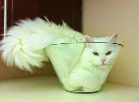 Il y a certainement quelque chose que vous ne savez pas sur les chats (en image)