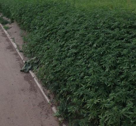 Des employés municipaux plantent du cannabis par erreur (Russie)