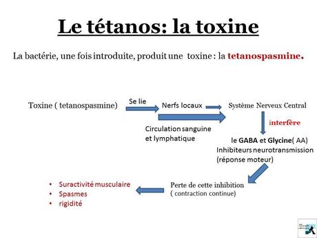 pathogenie_toxine_tetanos