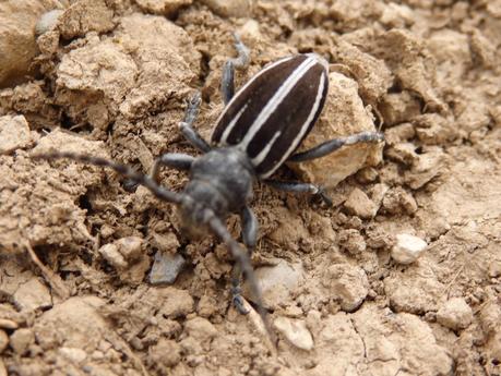 Quelques insectes des Pyrénées