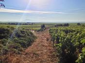 matin dans vignes