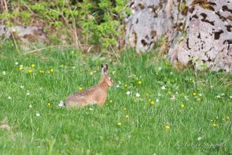 Lièvre aux aguets