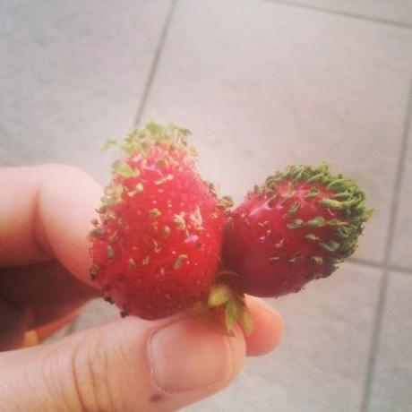 fraises barbues Maman au balcon
