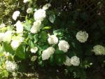 Balade dans mon jardin :  Hortensias et autres hydrangéas