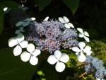 Balade dans mon jardin :  Hortensias et autres hydrangéas