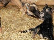 fromage, bons légumes, cochon élevé plein c'est Mouillepied