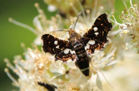 3 thyris fenestrella romi 22 juin 2014 022.jpg