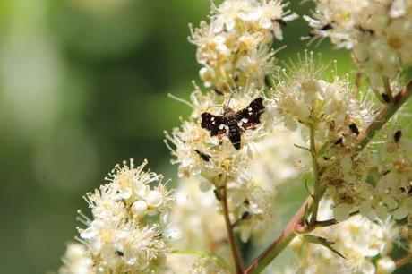 1 thyris fenestrella romi 22 juin 2014 022 (2).jpg